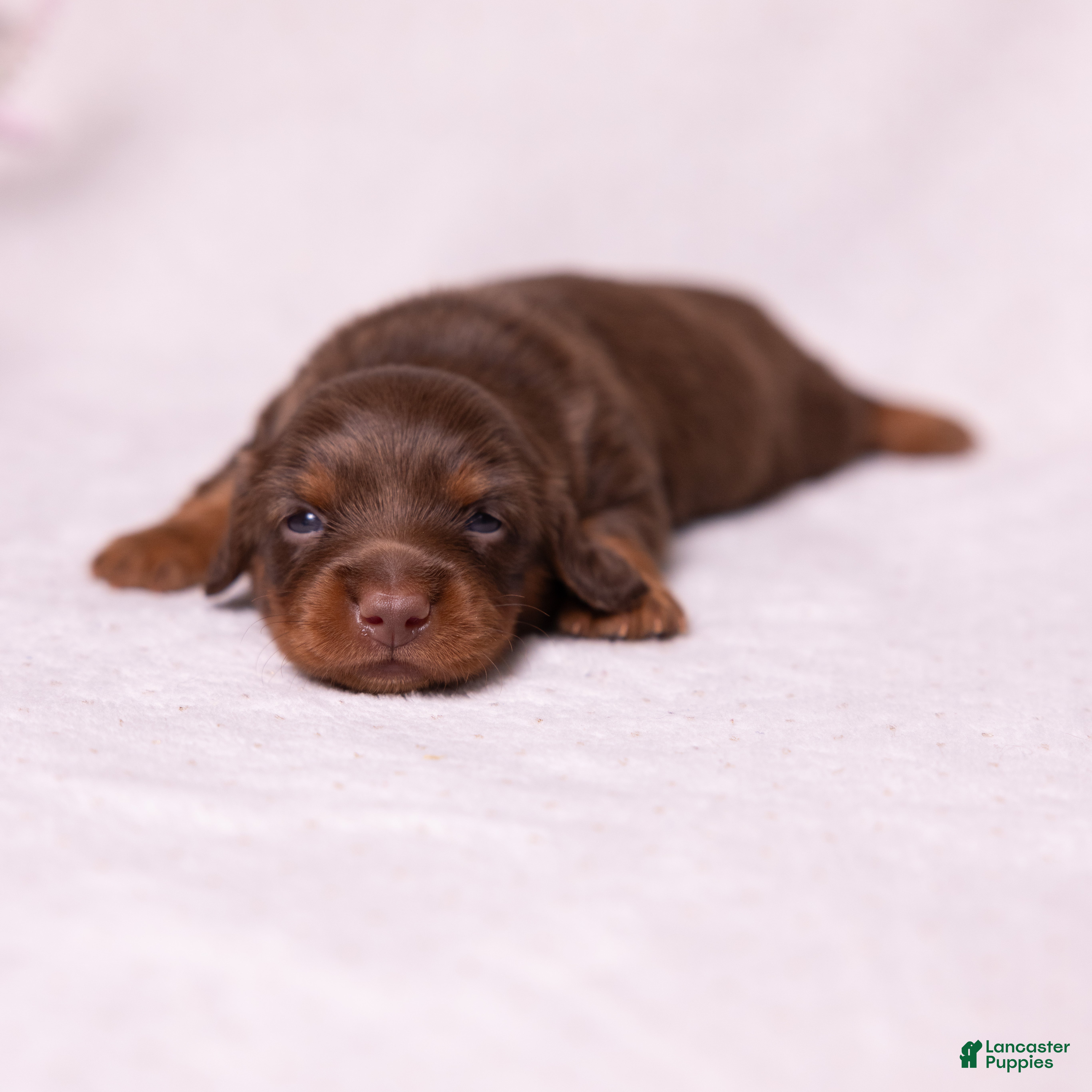 Miniature Dachshund dogs Rosie - Ad 1