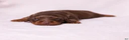 Miniature Dachshund dogs for sale: Rosie - Ad 1
