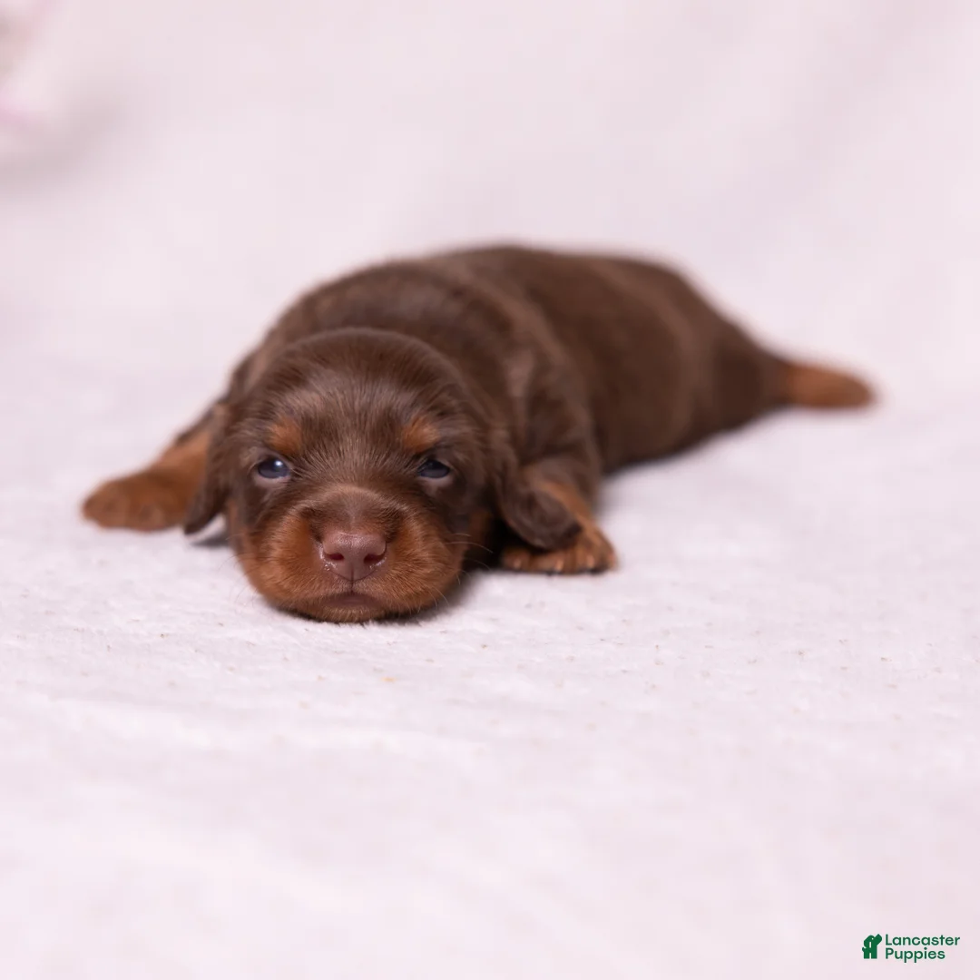 Miniature Dachshund dogs for sale: Rosie - Ad 1