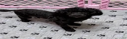 Toy Poodle dogs for sale: Dax  - Ad 3