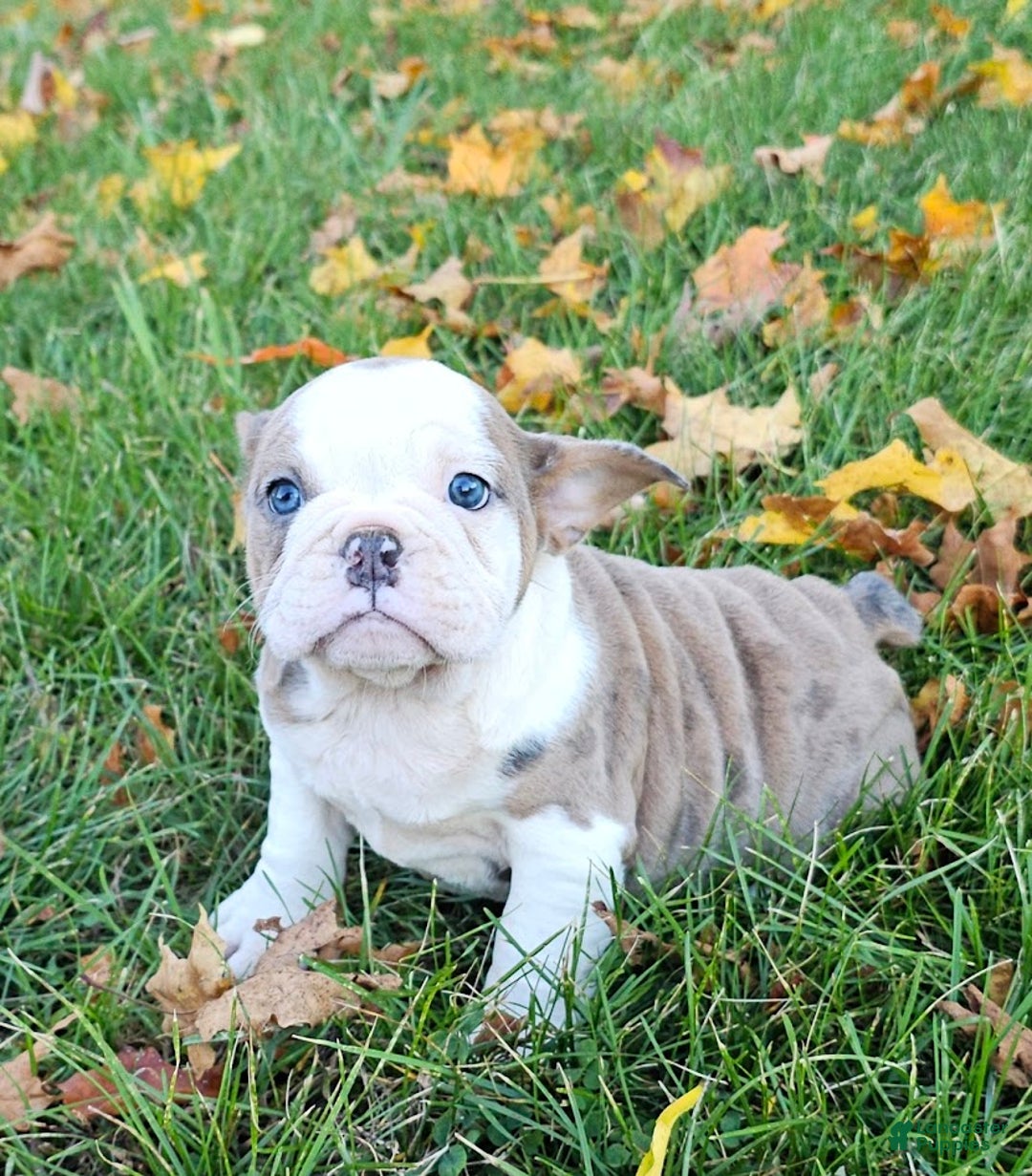 Mixed Breed dogs for sale: MOON STAR -MINI - Ad 3