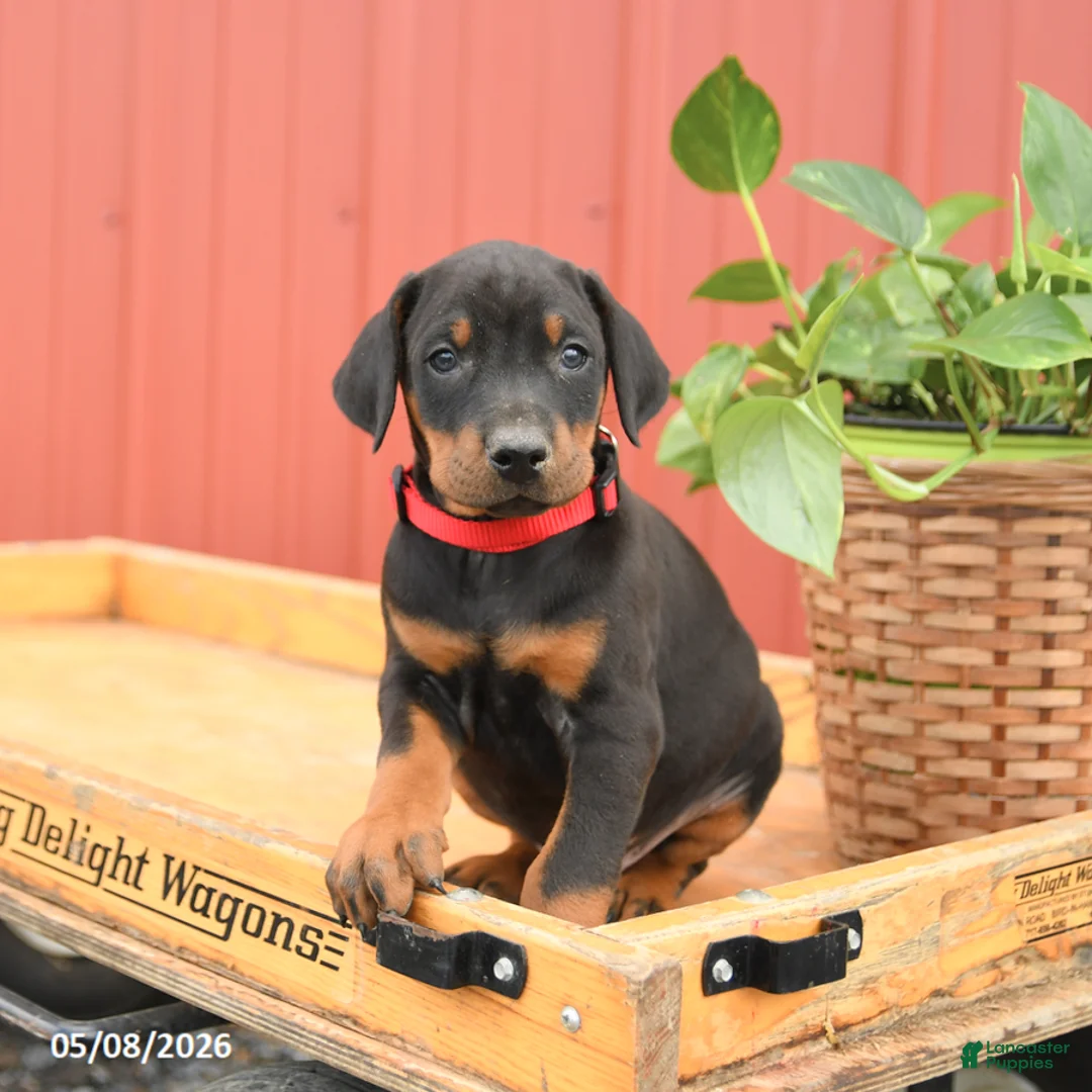 Doberman Pinscher dogs for sale: Russell - Ad 2