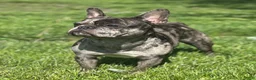 French Bulldog dogs for sale: Arlo French Bulldog - Ad 2