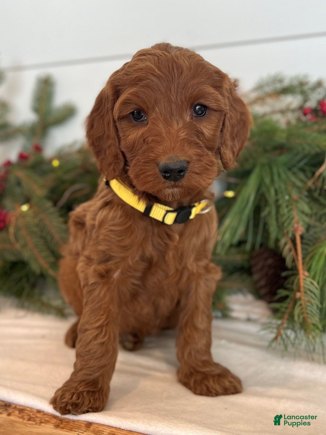 Irish Doodle dogs for sale: Ginger - Ad 8