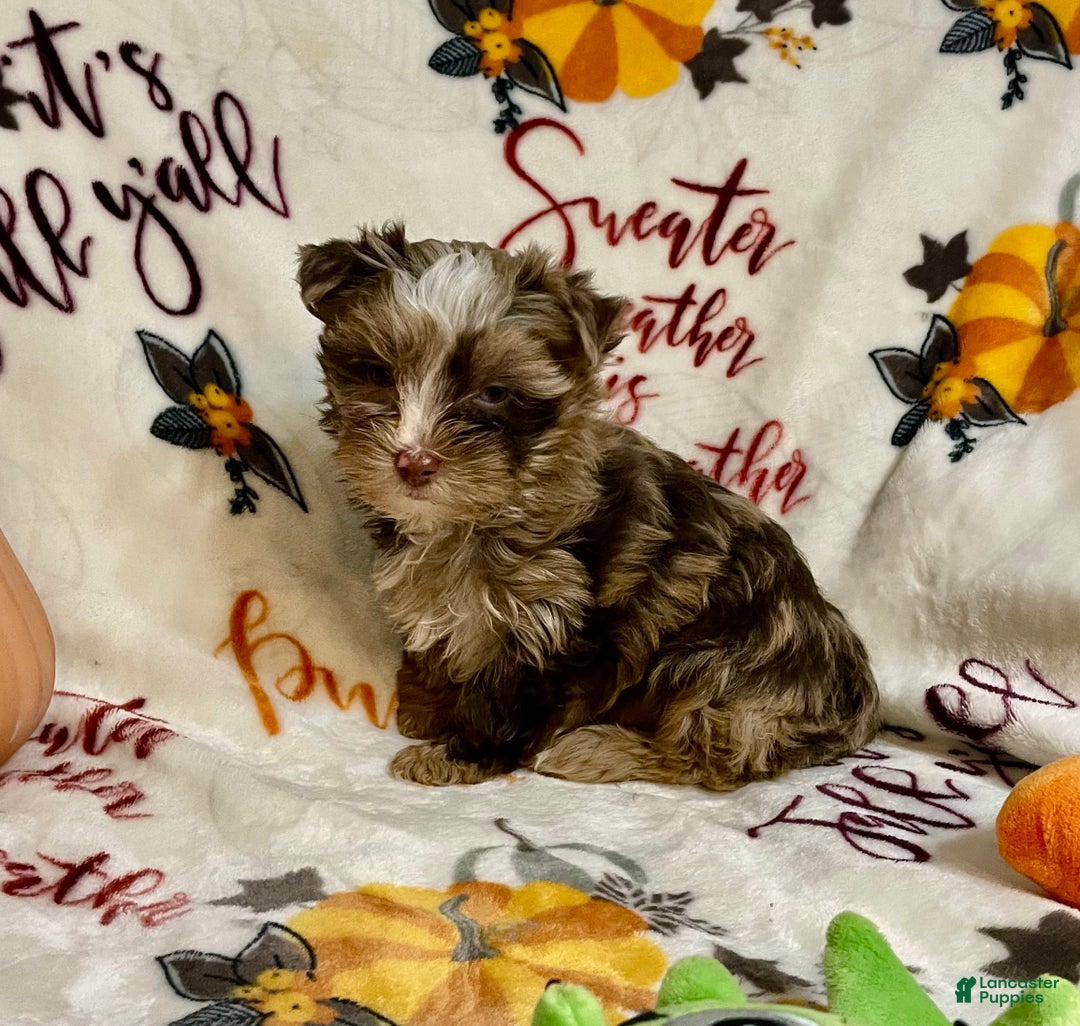 Yorkshire Terrier dogs for sale: Choc Merle Tommy  - Ad 10