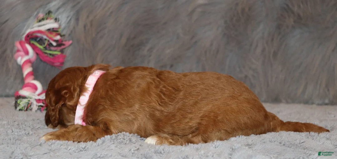 Mini Goldendoodle dogs for sale: Tilly 🌷 Micro Miniature - Ad 6