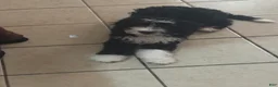 Bernedoodle dogs for sale: Damon - Ad 3