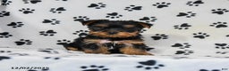 Yorkshire Terrier dogs for sale: Quartz - Ad 1