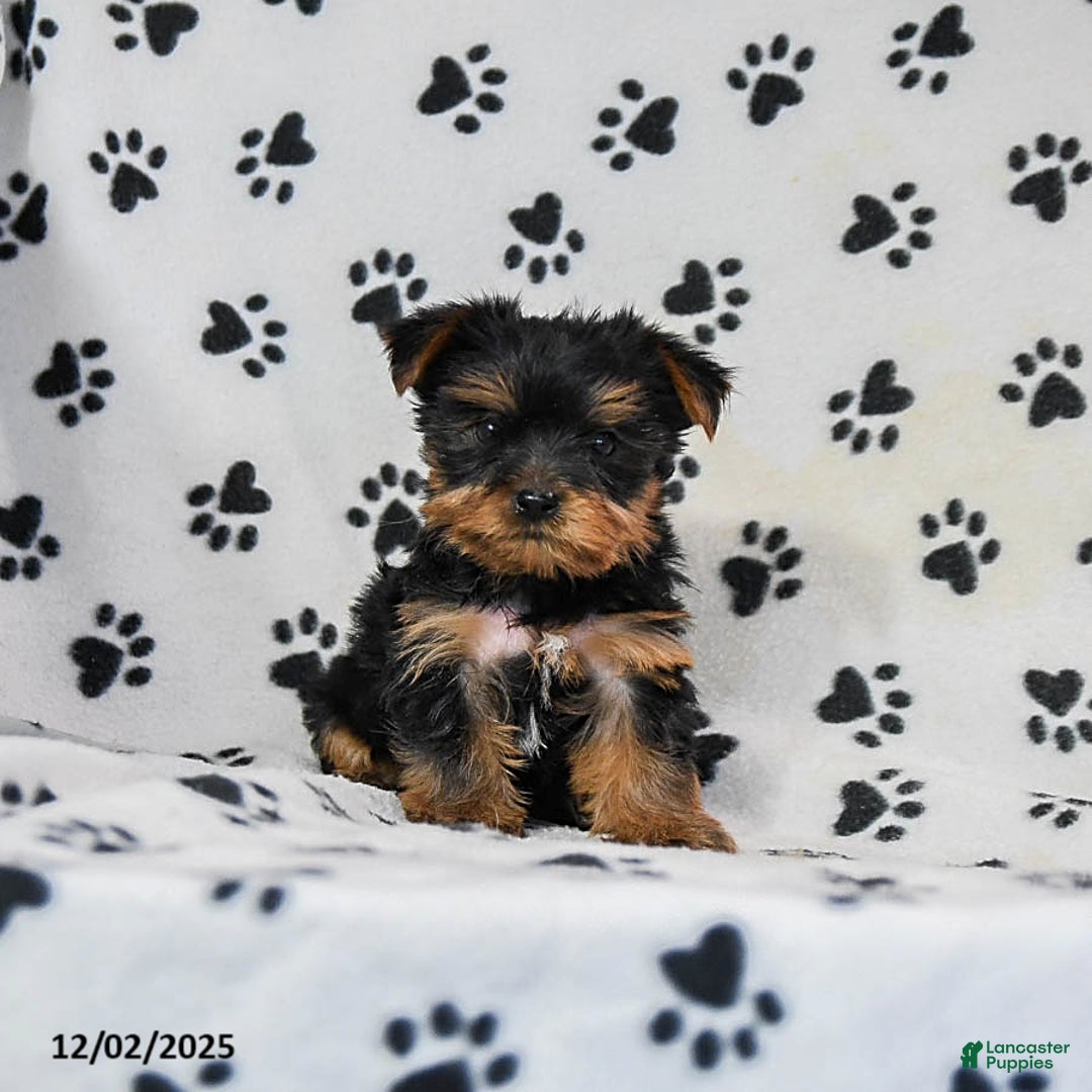 Yorkshire Terrier dogs for sale: Quartz - Ad 1