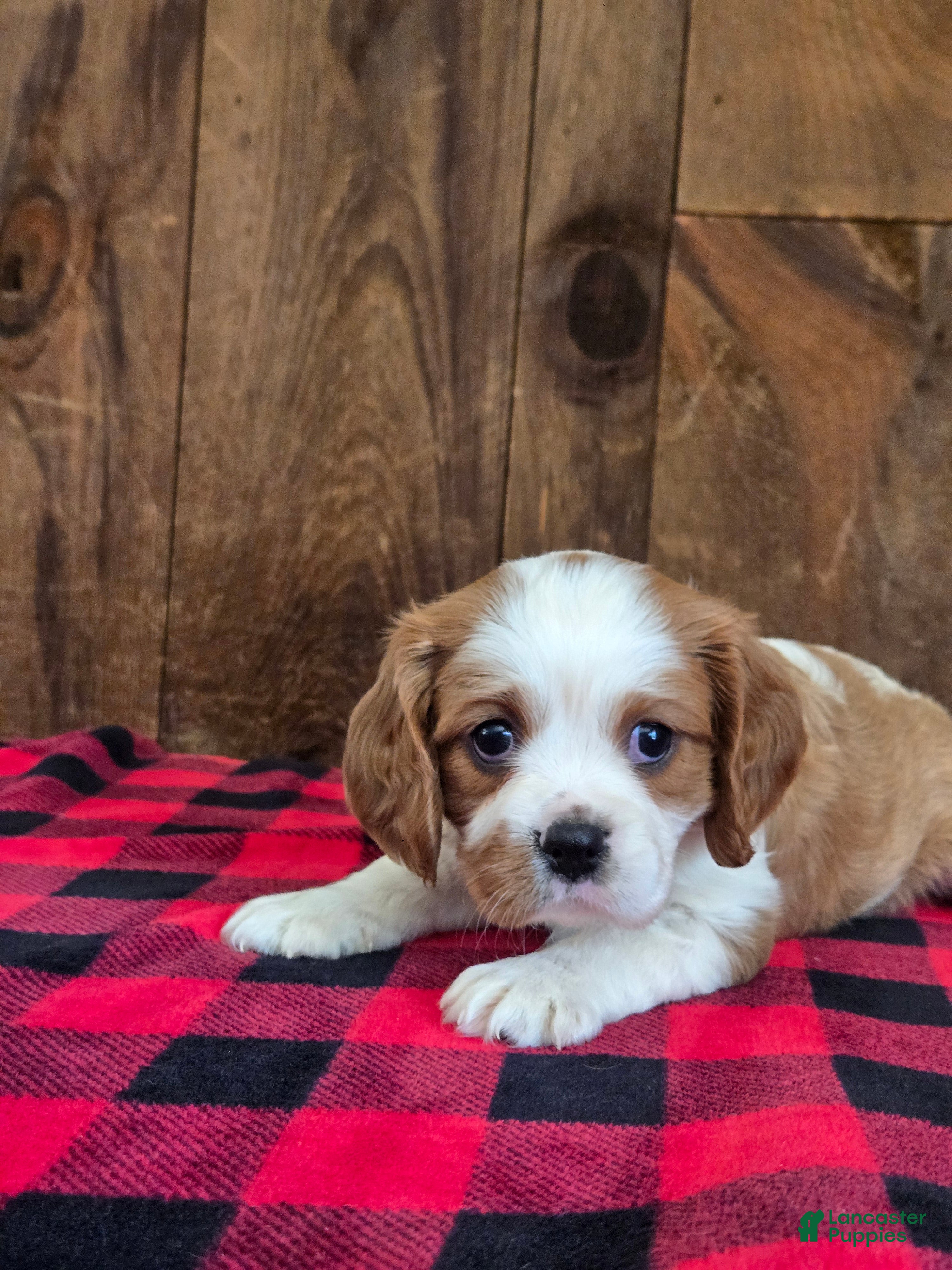 Cavalier King Charles Spaniel dogs for sale: Cavalier King Charles Spaniel 1 - Ad 2