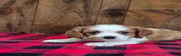 Cavalier King Charles Spaniel dogs for sale: Cavalier King Charles Spaniel 1 - Ad 1