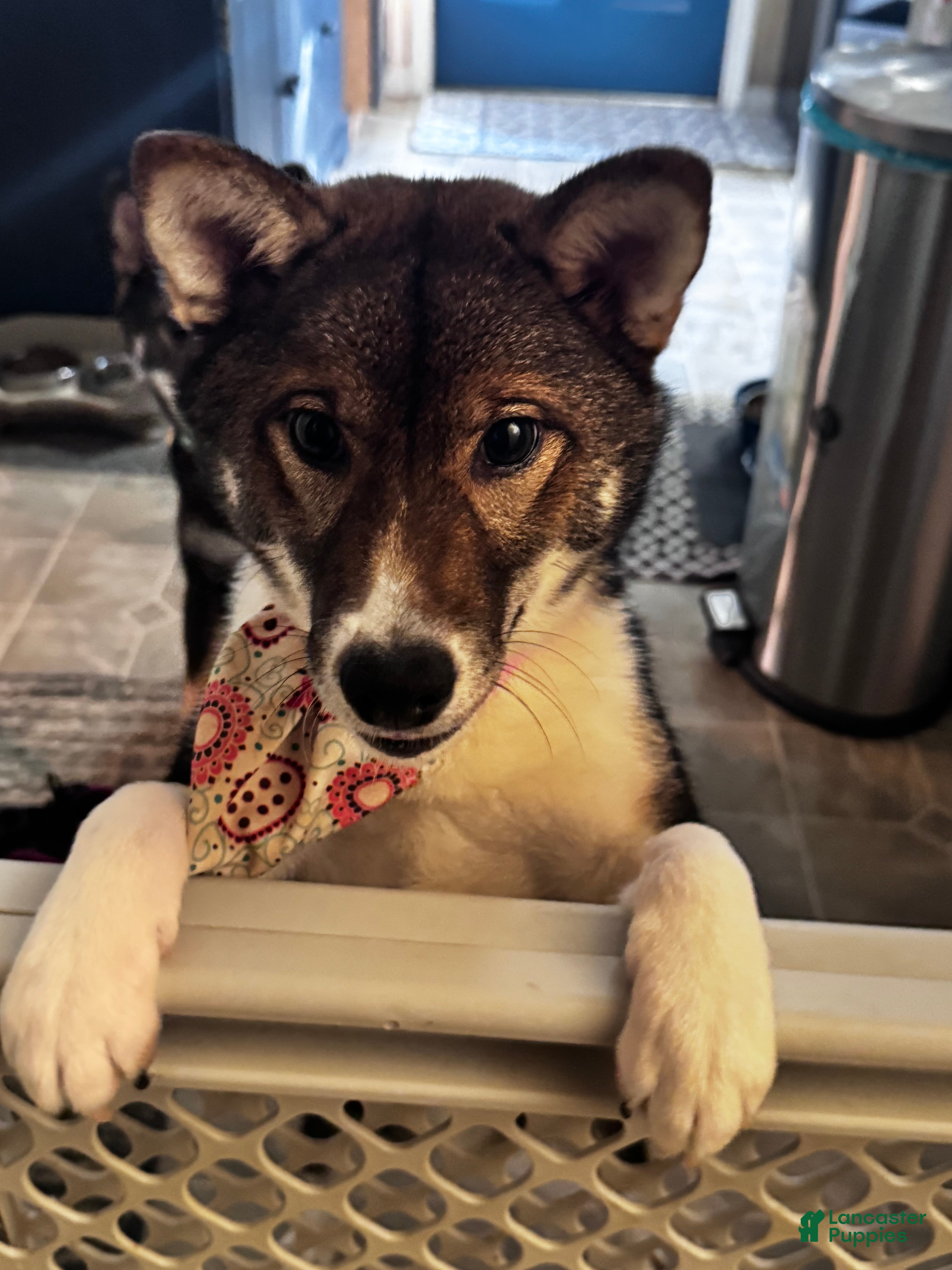 Shiba Inu dogs Touka  - Ad 40