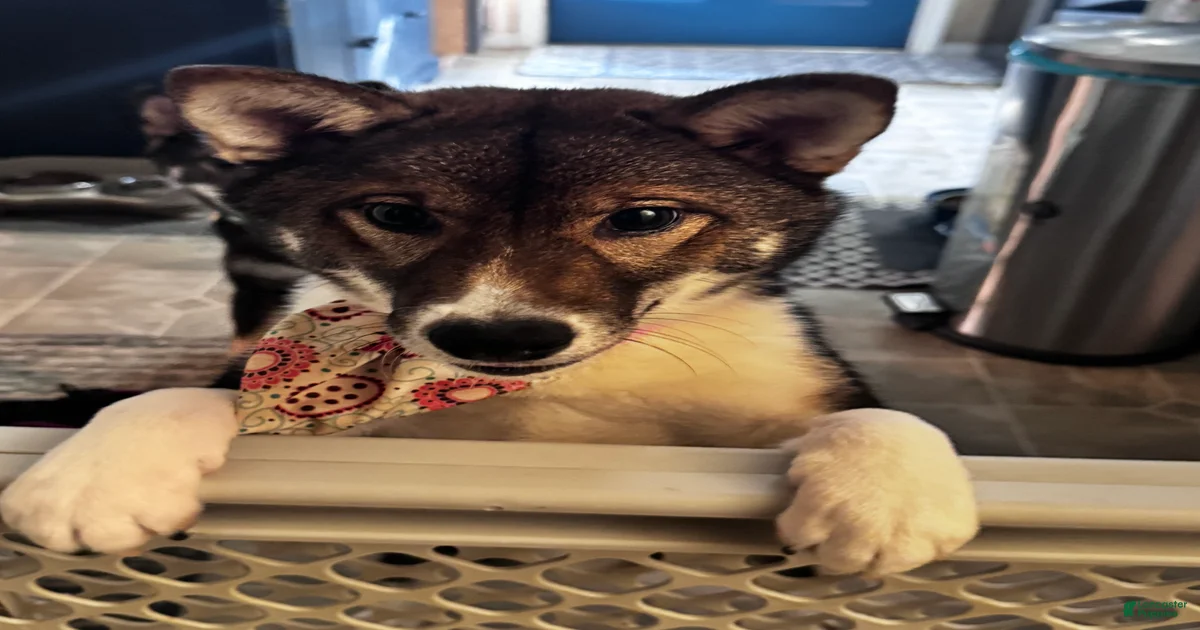 Micro Shiba Inu Puppies for sale | Lancaster Puppies