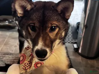 Shiba Inu dogs Touka - Ad 37