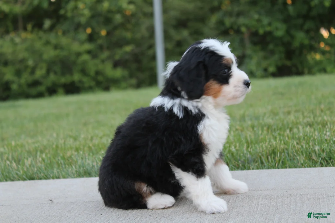 Mini Bernedoodle dogs for sale: Lola - Ad 1