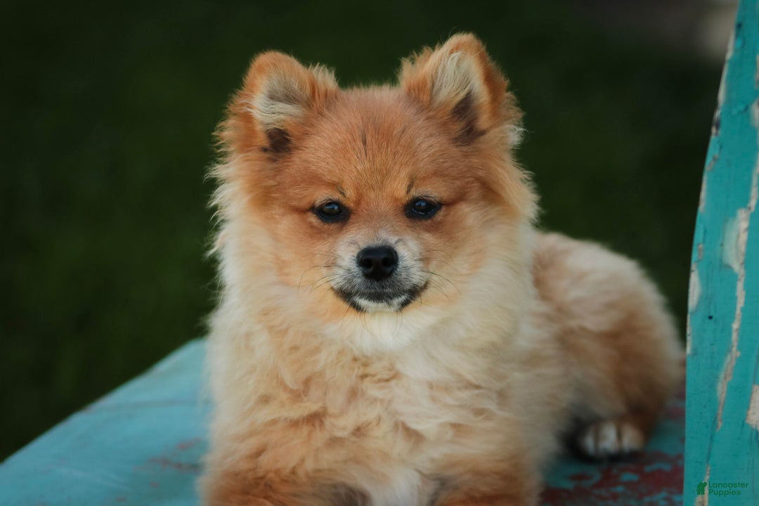 Pomeranian dogs Bingo Pomeranian  - Ad 2