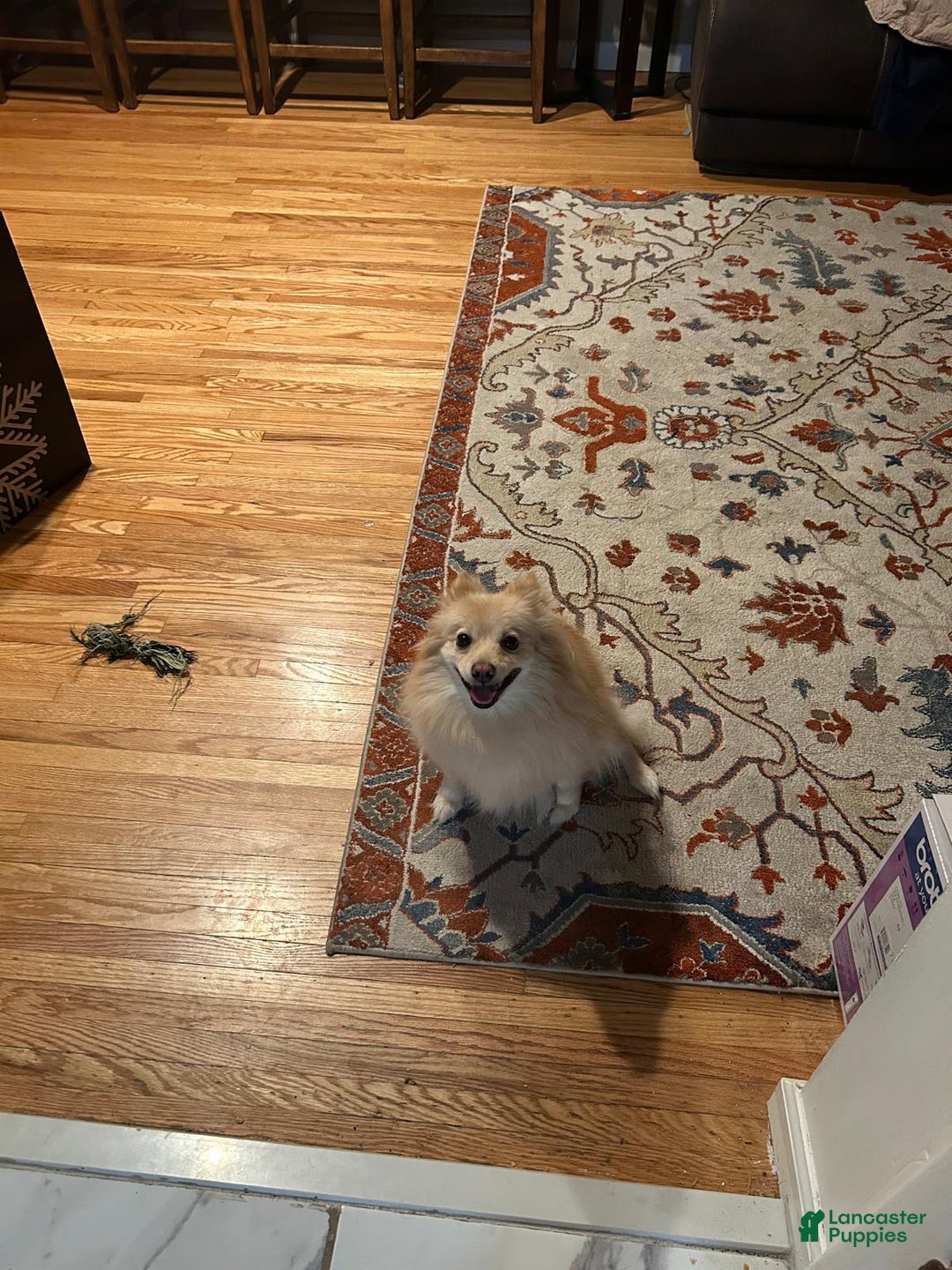 Pomeranian dogs for sale: Pomeranian Puppy 1 - Ad 21