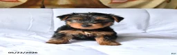 Yorkshire Terrier dogs for sale: Milo - Ad 2