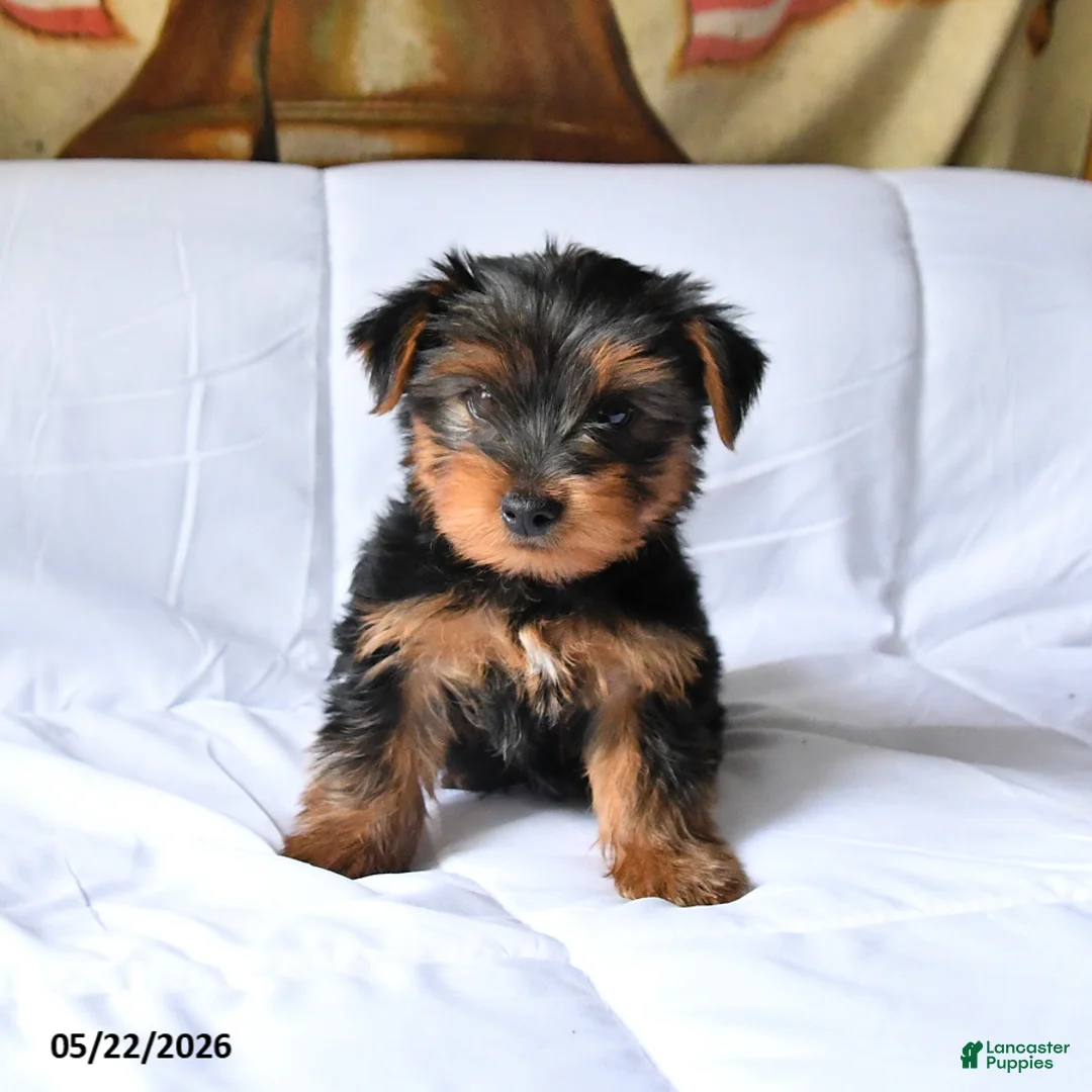 Yorkshire Terrier dogs for sale: Milo - Ad 2