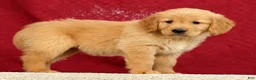 Golden Retriever dogs for sale: Jade - Ad 3