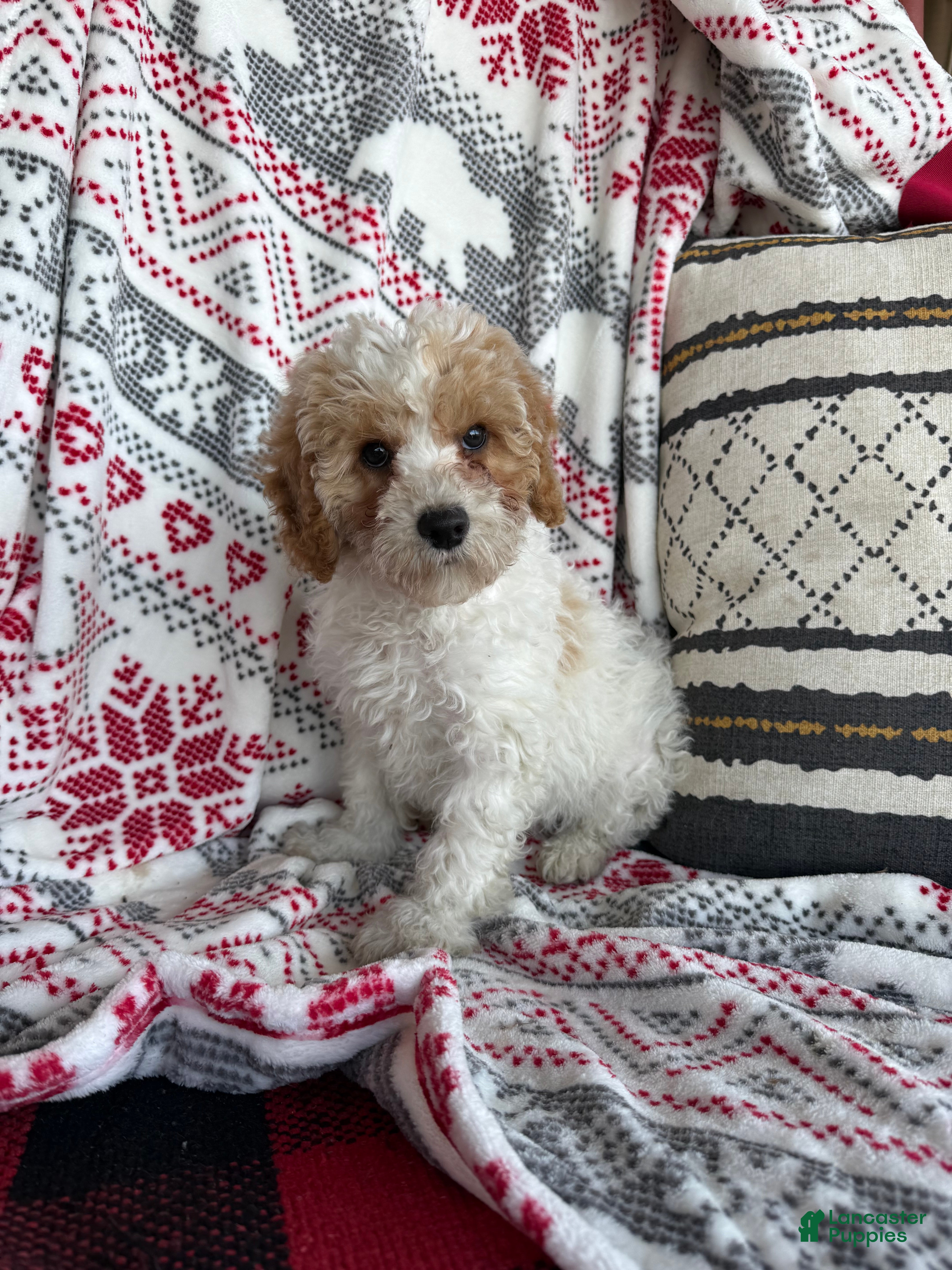 Cavapoo dogs Jack - Ad 30