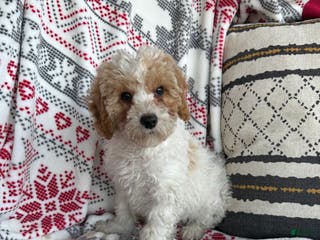 Cavapoo dogs Jack - Ad 22