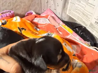 Miniature Dachshund dogs Bean - Ad 7