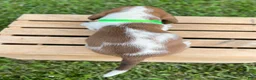 Basset Hound dogs for sale: Oliver - Ad 7