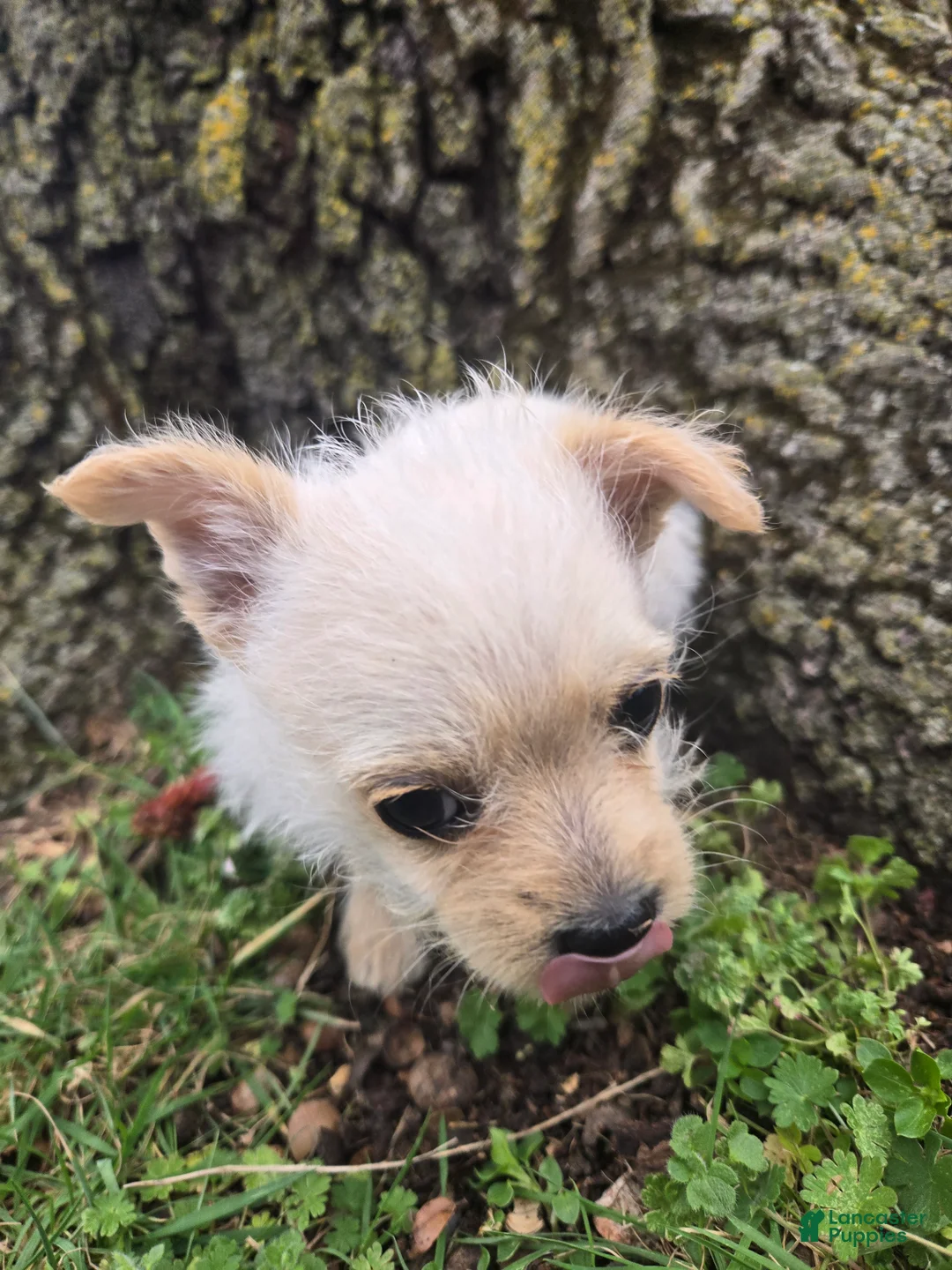 Mixed Breed dogs for sale: Mixed Breed Puppy 3 - Ad 1