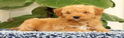 Mini Goldendoodle dogs for sale: Clark - Ad 3