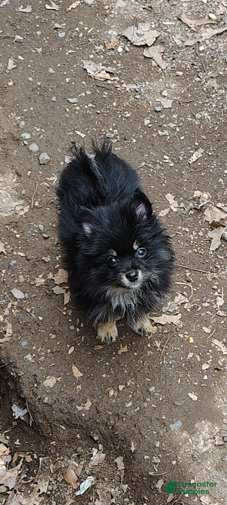 Pomeranian dogs Pomeranian Puppy 1 - Ad 1