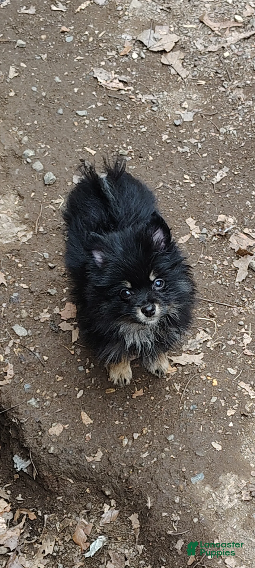 Pomeranian dogs for sale: Pomeranian Puppy 1 - Ad 1
