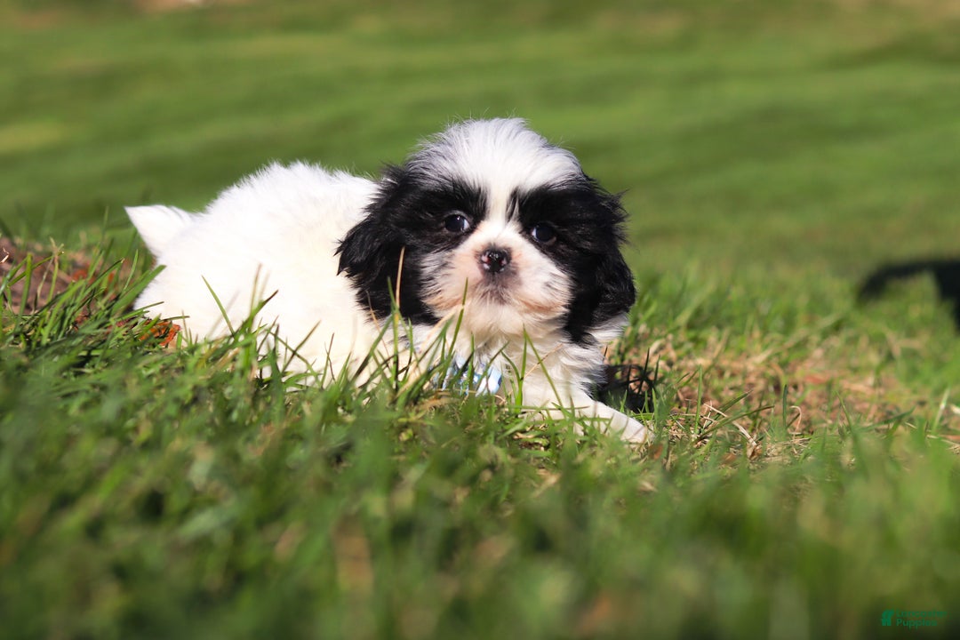 Shih Tzu dogs for sale: Howie - Ad 2