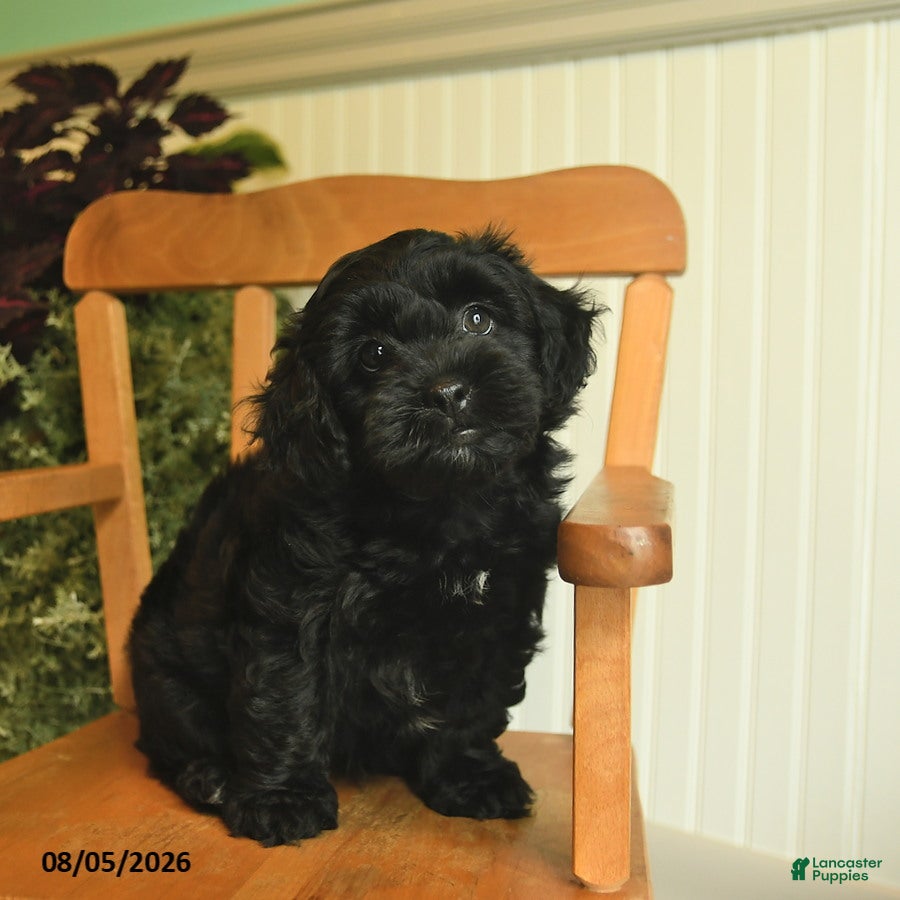 Shihpoo dogs Midnight - Ad 1