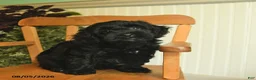 Shihpoo dogs for sale: Midnight - Ad 1