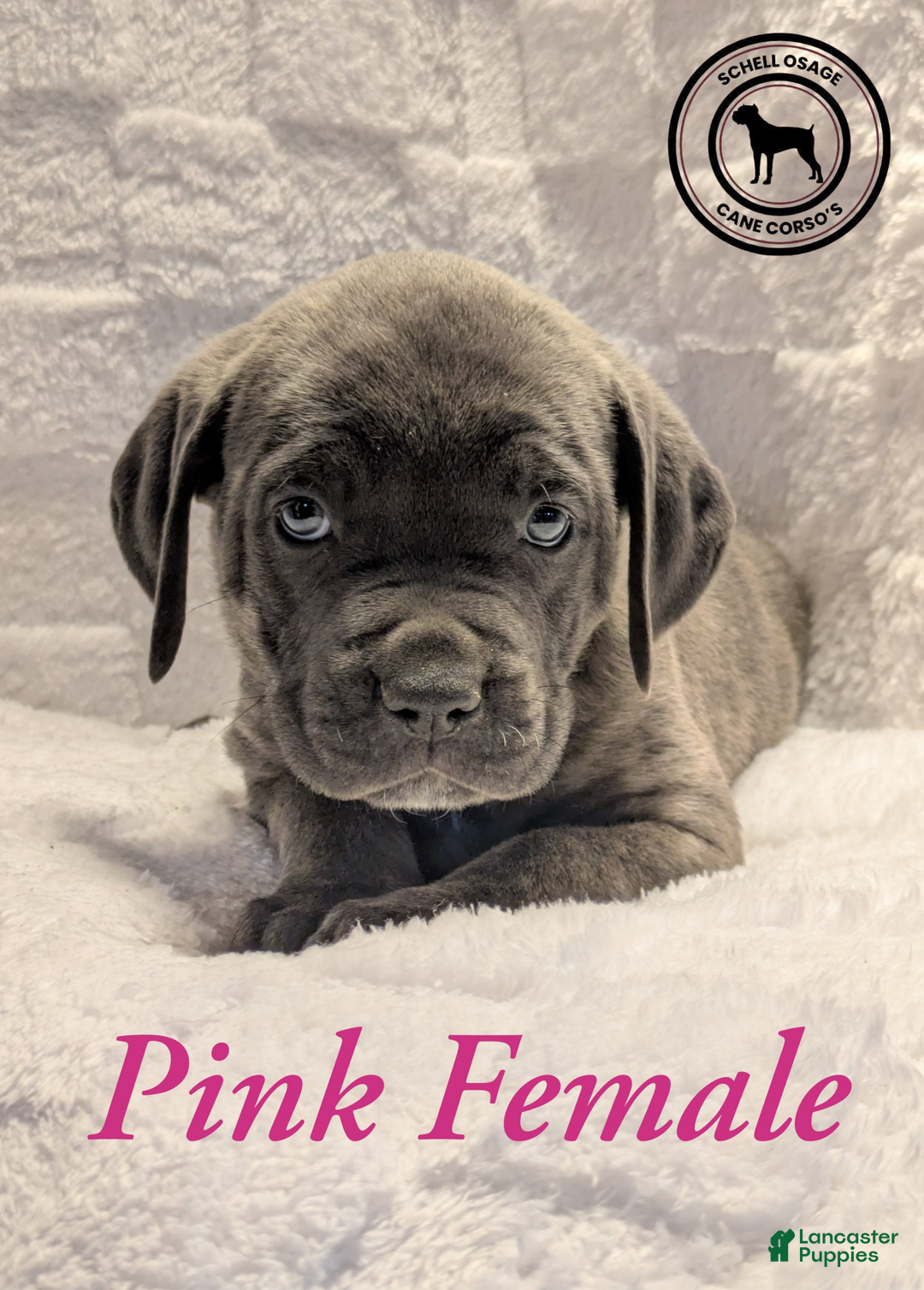 Cane Corso dogs for sale: Pink - Ad 3