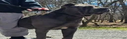 Cane Corso dogs for sale: Diesel - Ad 8