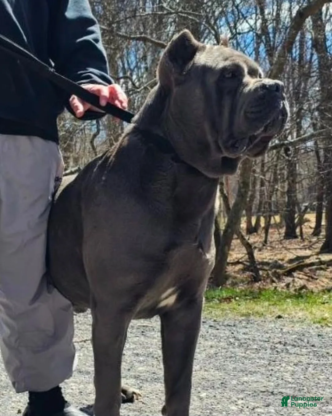 Cane Corso dogs for sale: Diesel - Ad 8