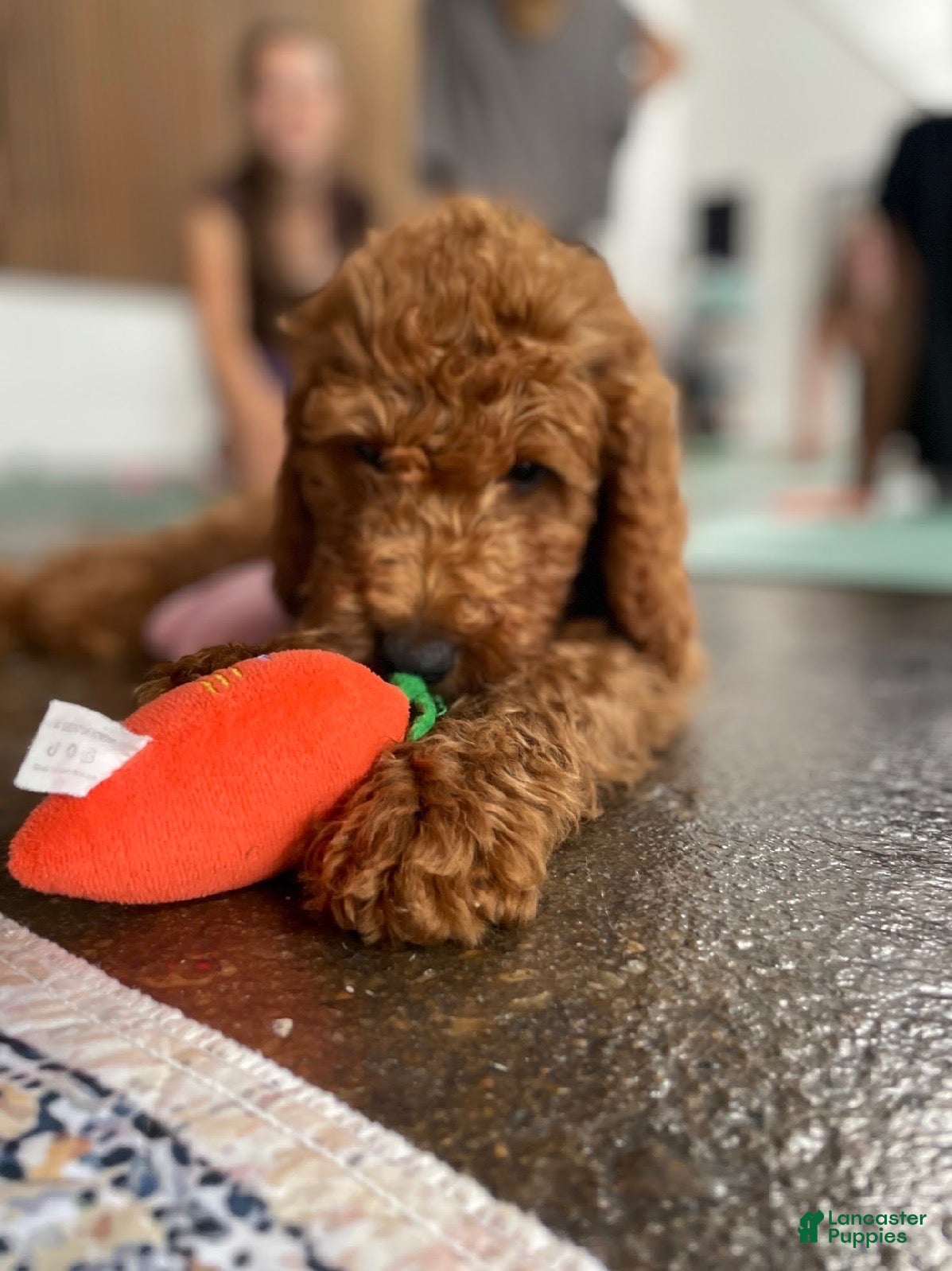 Goldendoodle dogs 🧡 Mr. Orange - Ad 2