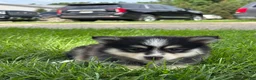 Pomsky dogs for sale: Donald - Ad 3