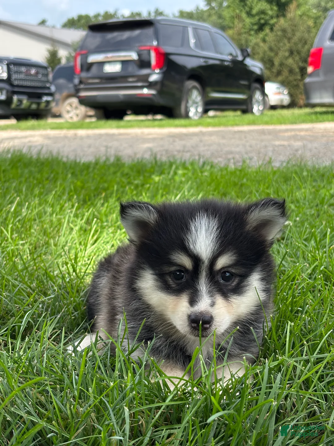 Pomsky dogs for sale: Donald - Ad 3
