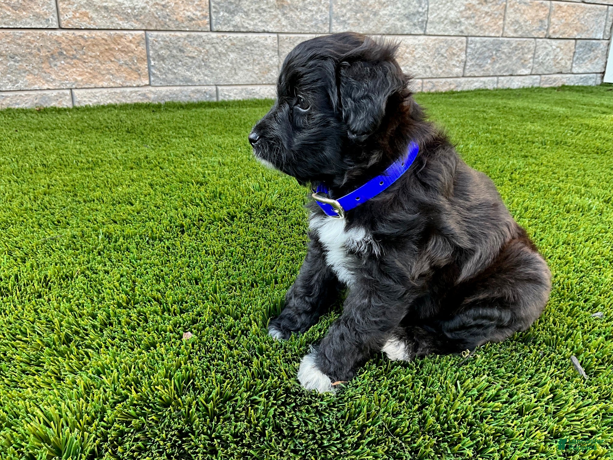Sheltiedoodle dogs Mindy - Ad 2