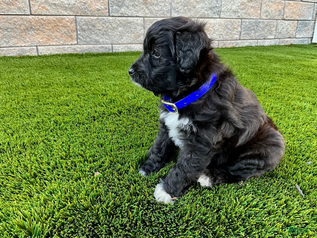 Sheltiedoodle dogs for sale: Mindy - Ad 2