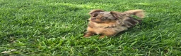 Chihuahua dogs for stud: Miron - Ad 3