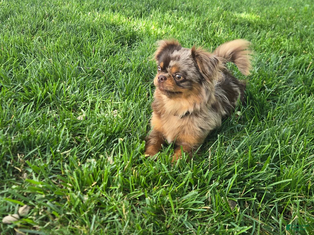 Chihuahua dogs for stud: Miron - Ad 3