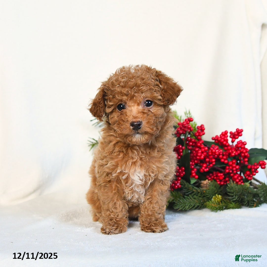 Toy Poodle dogs for sale: Vanilla - Ad 5