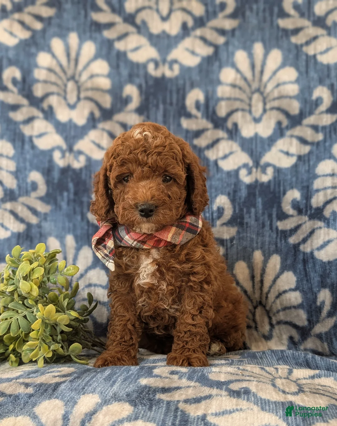 Miniature Poodle dogs for sale: Dameon 10 lbs Full Grown - Ad 4