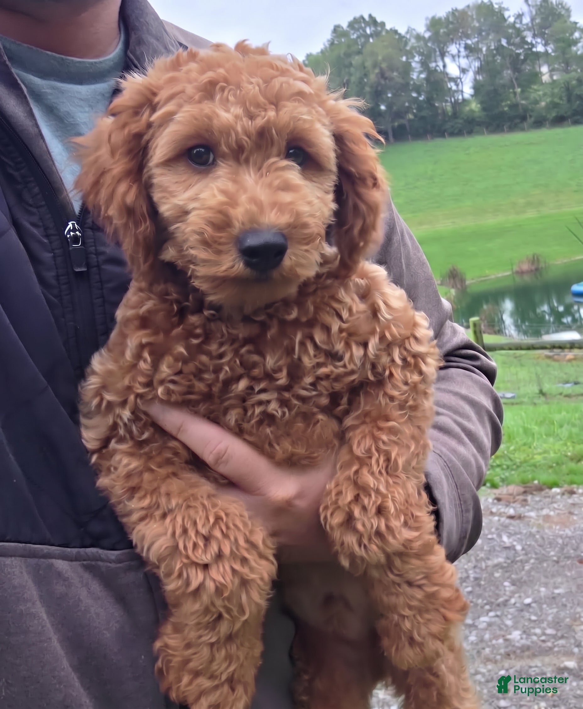 Mini Goldendoodle dogs Oscar - Micro - Ad 2