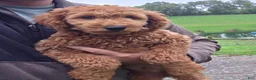 Mini Goldendoodle dogs for sale: Oscar - Micro - Ad 2