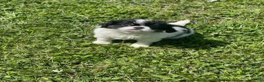 Japanese Chin Puppy 10